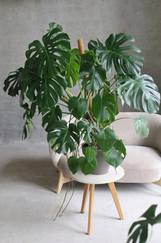 Монстера Делициоса