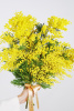 БУКЕТ ИТАЛЬЯНСКОЙ МИМОЗЫ