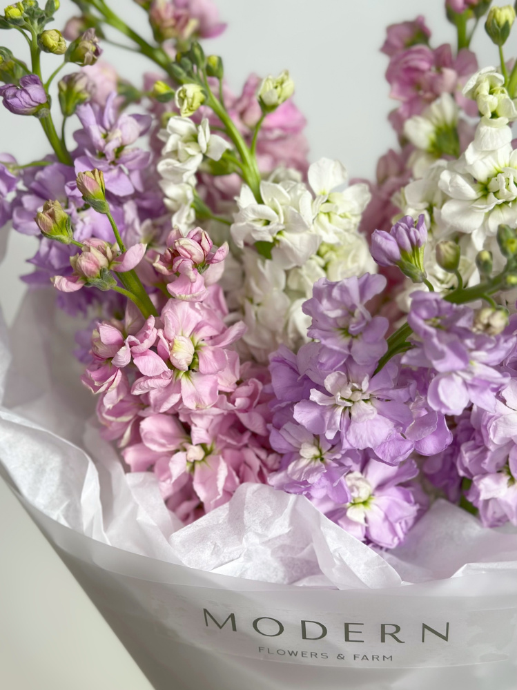 АРОМАТНЫЙ БУКЕТ ИЗ МАТТИОЛЫ