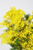 БУКЕТ ИТАЛЬЯНСКОЙ МИМОЗЫ